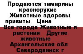 Продаются тамарины краснорукие . Животные здоровы привиты › Цена ­ 85 000 - Все города Животные и растения » Другие животные   . Архангельская обл.,Северодвинск г.